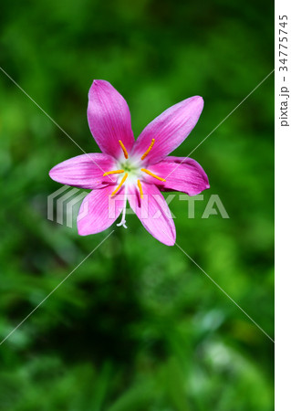 ハブランサスの花 34775745