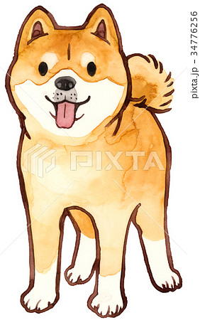 柴犬　正面　水彩画 34776256