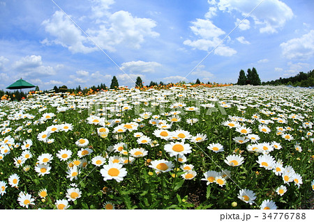 クリサンセマム3686 34776788