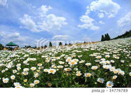 クリサンセマム3687 34776789