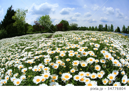 クリサンセマム3722 クリサンセマム3722 34776804