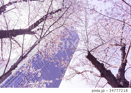 東京ミッドタウンと桜 34777218