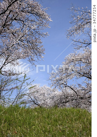 　満開の桜土手　お花見日和　日本の春　春爛漫 34777254