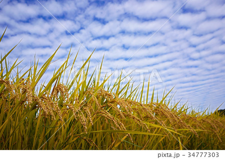 首を垂れる稲穂の写真素材