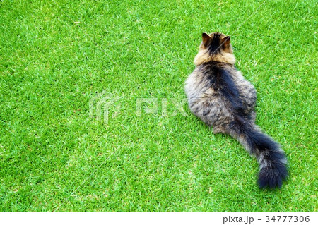 後ろ姿の猫 後ろ姿の猫 34777306