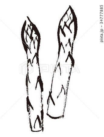 アスパラガス 水彩画のイラスト素材 34777885 Pixta