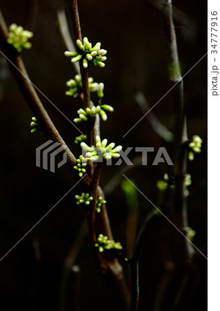 白いハナズオウの花蕾 34777916