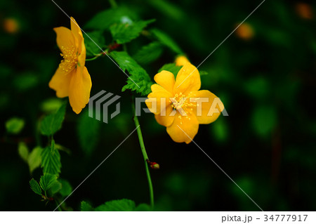 ヤマブキの花 34777917