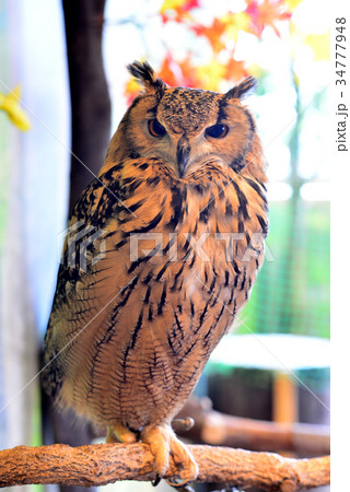 ミミズク 34777948