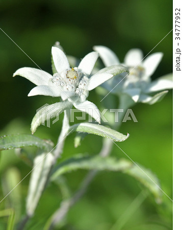 レブンウスユキソウ  花の浮島　礼文島 34777952