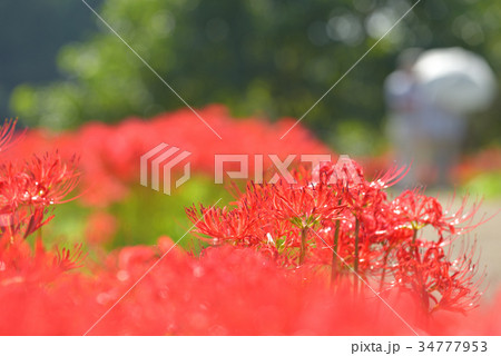 彼岸花の群生地　　栃木県那須町簑沢彼岸花公園 34777953