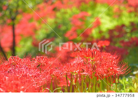 彼岸花の群生地　　栃木県那須町簑沢彼岸花公園 34777958