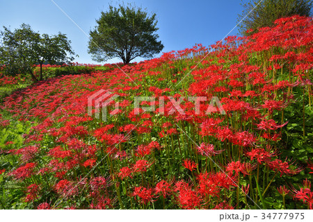彼岸花の群生地　　栃木県那須町簑沢彼岸花公園 34777975