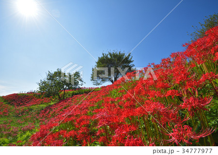 彼岸花の群生地　　栃木県那須町簑沢彼岸花公園 34777977