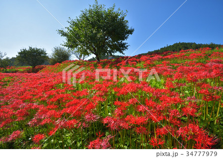 彼岸花の群生地　　栃木県那須町簑沢彼岸花公園 34777979
