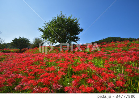 彼岸花の群生地　　栃木県那須町簑沢彼岸花公園 34777980