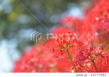 彼岸花の群生地　　栃木県那須町簑沢彼岸花公園 34777982