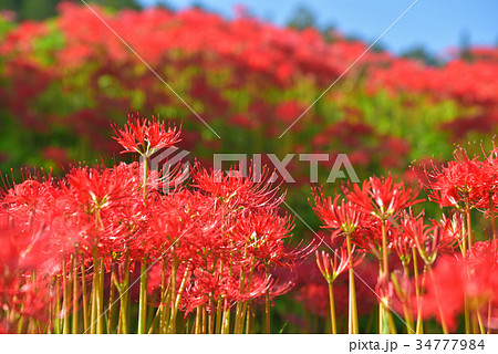 彼岸花の群生地　　栃木県那須町簑沢彼岸花公園 34777984