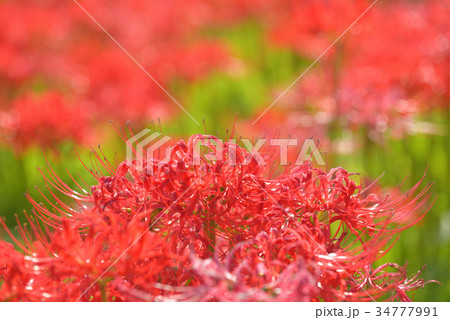 彼岸花の群生地　　栃木県那須町簑沢彼岸花公園 34777991
