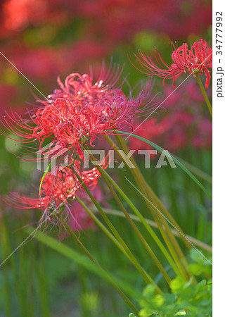 彼岸花の群生地　　栃木県那須町簑沢彼岸花公園 34777992