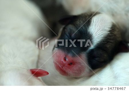 Sleeping pup Sleeping pup 34778467