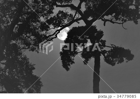Black and white image of tree shadow and full moon 34779085