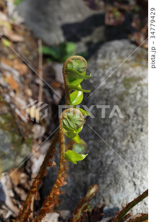 オニヤブソテツの若葉 34779429