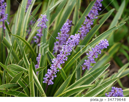 ヤブラン リリオペ 紫の花③ ヤブラン リリオペ 紫の花③ 34779648