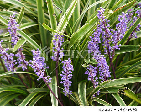 ヤブラン　リリオペ　紫の花④ 34779649
