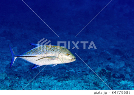 caranx fish isolated on blue diving maldives 34779685