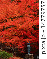 高ノ瀬峡紅葉 34779757