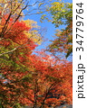 紅葉 34779764