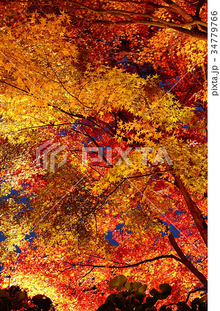 栗林公園 34779766