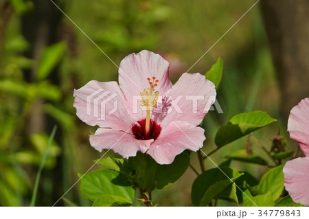 仏桑花、ブッソウゲ、ハイビスカス（Hibiscus） 34779843