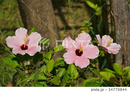仏桑花、ブッソウゲ、ハイビスカス(Hibiscus) 仏桑花、ブッソウゲ、ハイビスカス(Hibiscus) 34779844