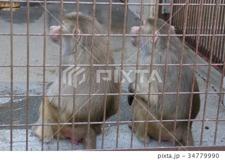 猿真似 猿真似 34779990