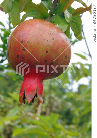 ヒメザクロ ヒメザクロ 34780137