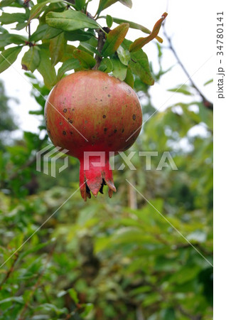 ヒメザクロ 34780141