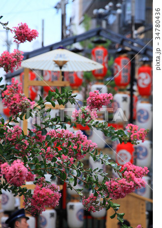 百日紅の花と祇園祭の山車 百日紅の花と祇園祭の山車 34780436
