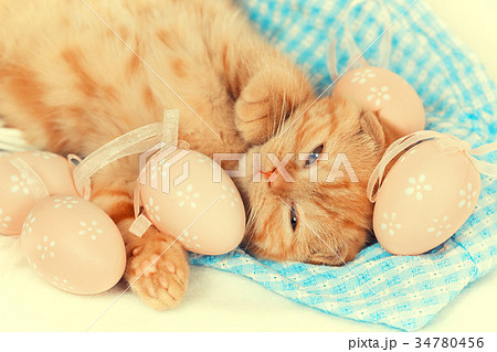 kitten lying with colored eggs on blue blanket kitten lying with colored eggs on blue blanket 34780456