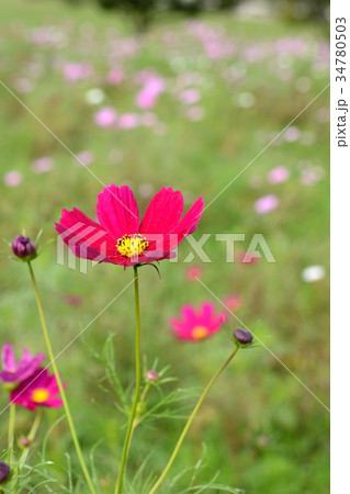 コスモス 34780503