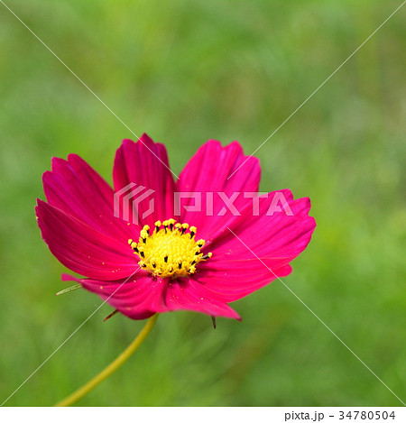 コスモス 34780504