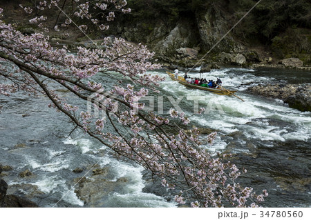 保津峡の桜 保津峡の桜 34780560