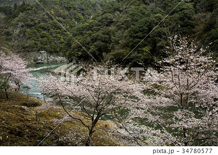 保津峡の桜 34780577