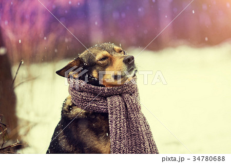 Portrait of a dog with knitted scarf Portrait of a dog with knitted scarf 34780688