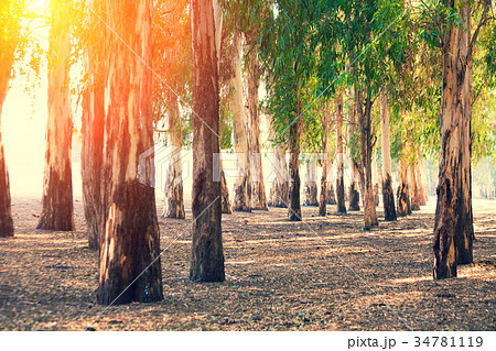 Grove of eucalyptus trees Grove of eucalyptus trees 34781119
