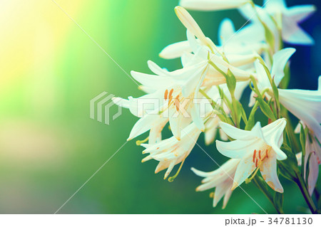 Vintage wild lily flowers natural background Vintage wild lily flowers natural background 34781130