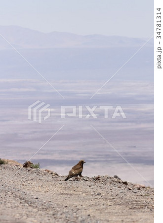 南米チリ北部アンデスの高地からアタカマ砂漠を見下ろす野生の鷹 34781314