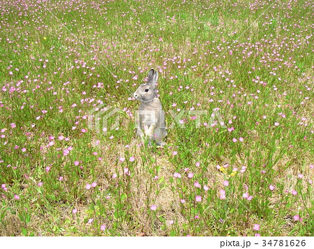 野原のうさぎの写真素材