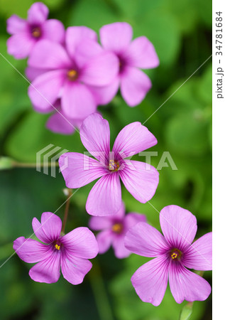 イモカタバミ 34781684